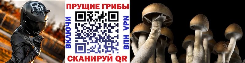 mega ТОР  Щигры  Псилоцибиновые грибы GOLDEN TEACHER  наркотики 